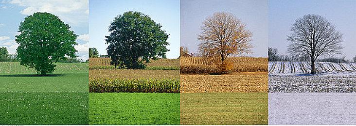 《符文工房：龙之天地》联动《天穗之咲稻姬》 发售首日上线